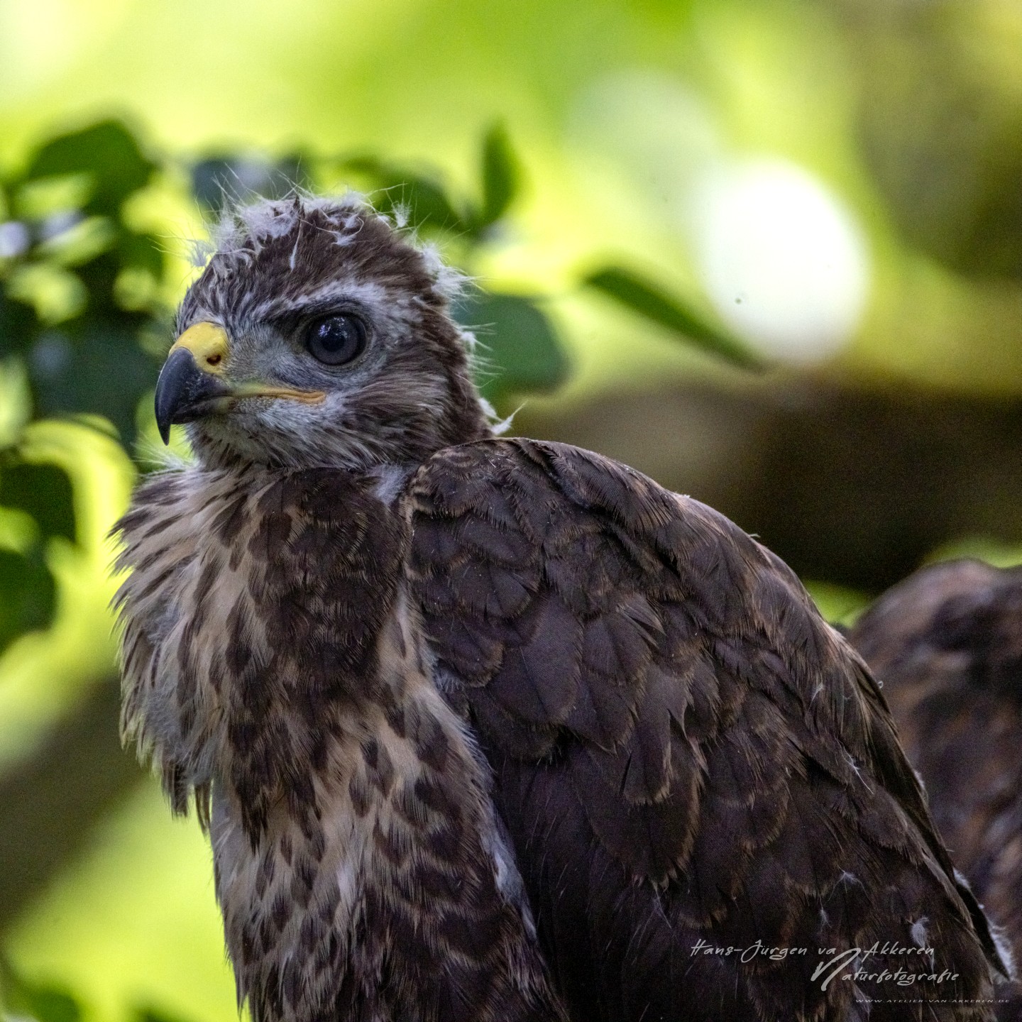 309A9650 Mausebussard Jungvogel